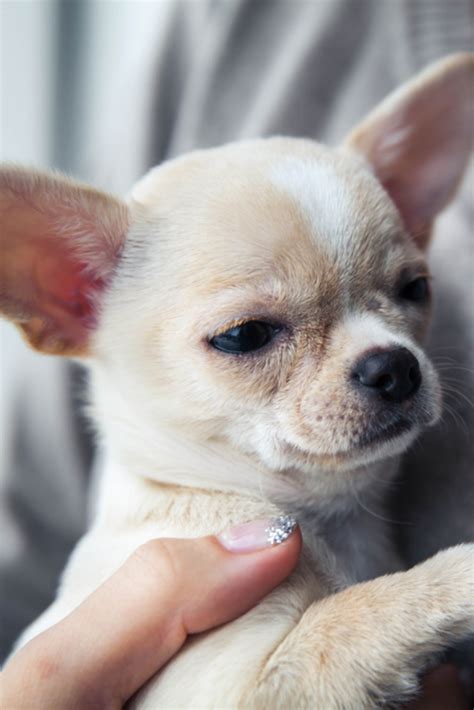 Chihuahua For Sale in Philippines (4) .